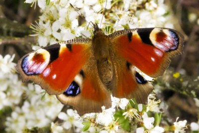 Buttefly
