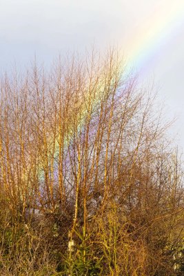  Rainbow 