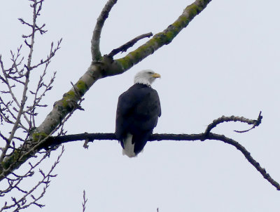 Birds..(incl. Reifel Bird Sanctuary)