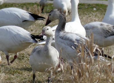 Snow Geese