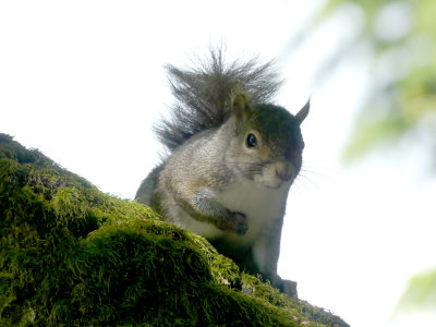 Grey Squirrel