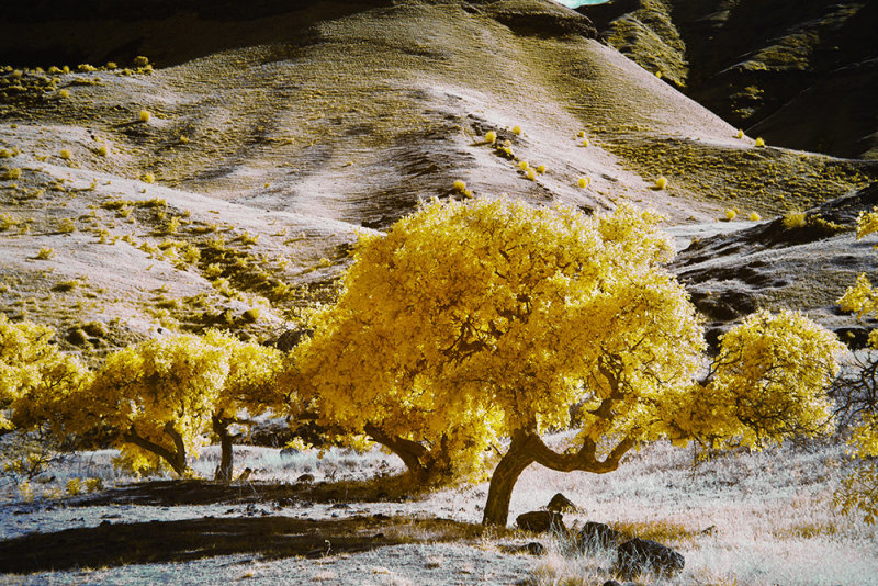 Dug Bar in Hell's Canyon. 590nm Infrared