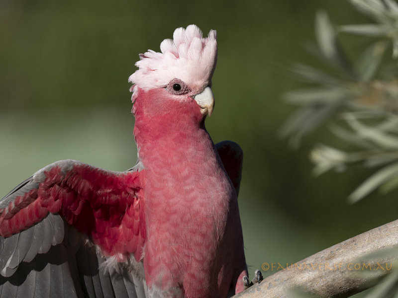Galah58_210547.jpg