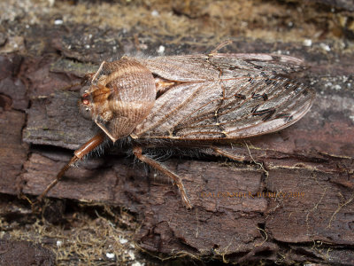 Hairy Cicada, Tettigarcta tomentosa