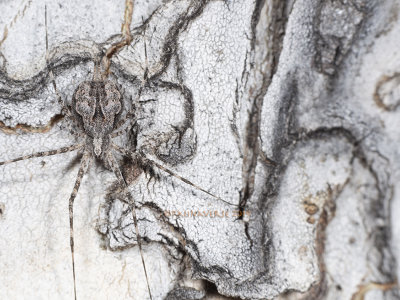 Tailed Spider, Tamopsis sp.