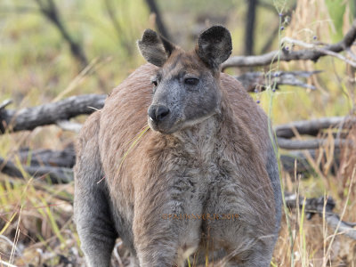 Male Common Wallaroo, Osphranter robustus