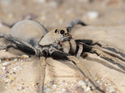 Wolf Spiders, Family Lycosidae