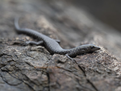 Eugongylid Skinks