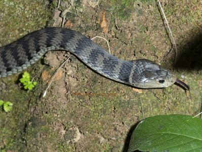 Rough-scaled Snake, Tropidechis carinatus