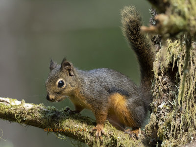 Douglas Squirrel, Tamiasciurus douglasii