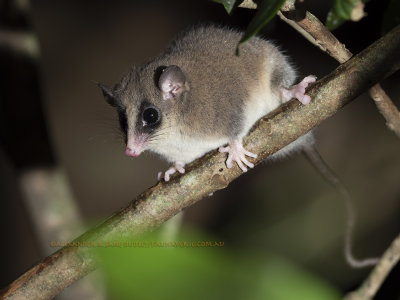 Possums and Gliders