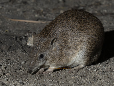 Bandicoots- Paramelidae