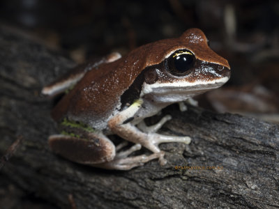 Aussie tree Frogs