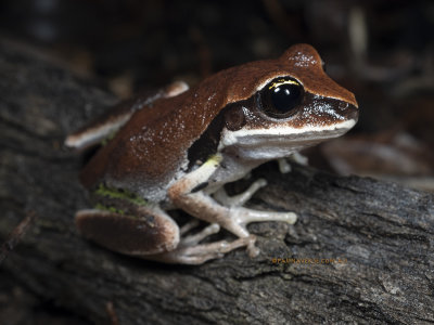 Litoria brevipalmata, Green Thighed Frog