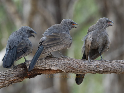 Apostlebird, Struthidea cinerea