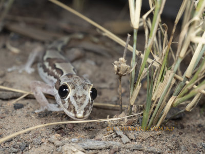Box-patterned Gecko, Lucasium steindachneri