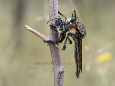 Diptera- flies and their allies