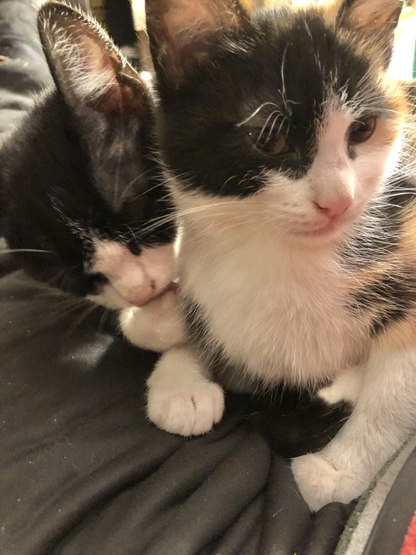 Gaspouminou et Lonie
