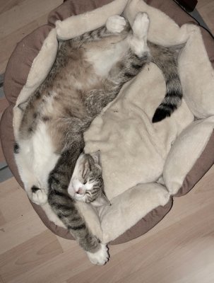 Nickie dort toujours comme un bébé