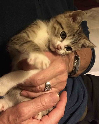 Nickie - chaton si affectueuse