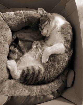 Nickie et le vrai sommeil