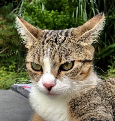Oreilles au vent et yeux de lynx à bientôt 2 ans