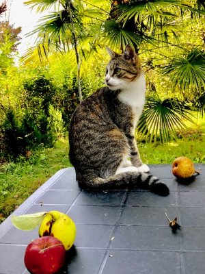 Nickie la fée du jardin