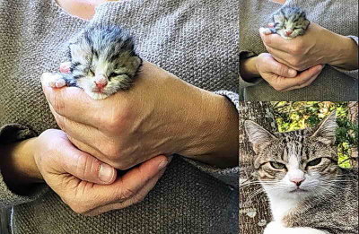 Du chaton de huit jours au flin de deux ans