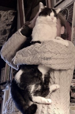 Gaspard est un grand chat affectueux (mais pas avec tout le monde)