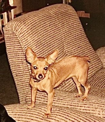 Fifi la Survivante, en 1995