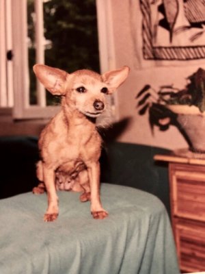 Fifi en 2001