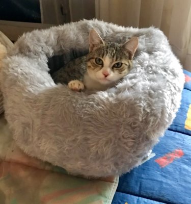ici c’est chez moi !