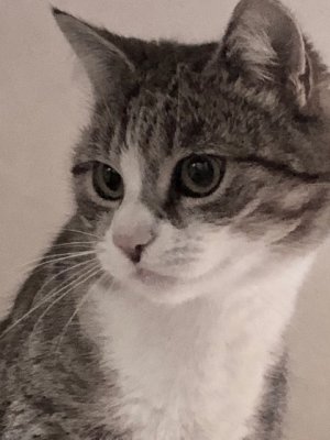 Portrait d’un beau chat