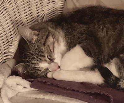 Quand Nickie dort à poings fermés sur son fauteuil d’osier