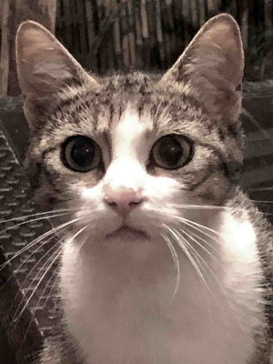 Lucie, petit chat abandonné toujours mort de faim