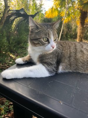 Nickie, beau chat tigré du jardin