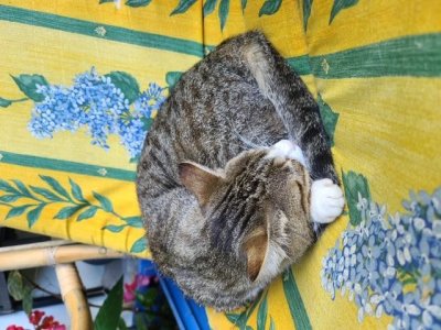 L’heure de la sieste sur le fauteuil de la terrasse