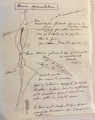 Observation de terrain : Arum Maculatum