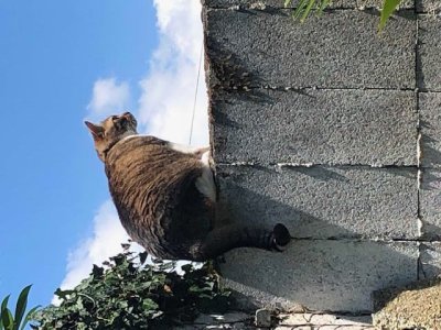 Coussin volant avait encore sa queue