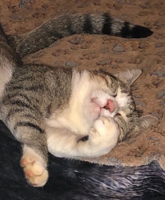 Lorsque Nickie dort près de moi