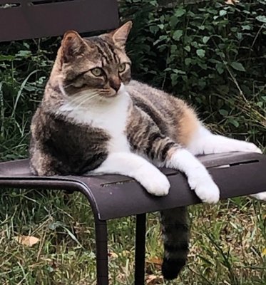 Le roi Mitsou
