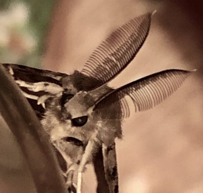 Papillon de nuit  grandes antennes