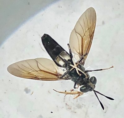 Variété de mouche
