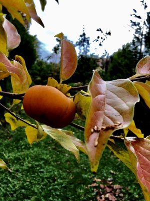 Fruit du plaqueminier (kaki)
