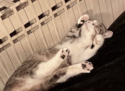 Nickie sait profiter de la chaleur du radiateur !