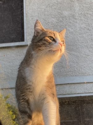 Nickie sur le capot de la voiture au coucher du soleil