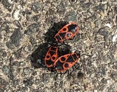 De la famille des punaises : Pyrrhocoris apterus (Cherche-midi)