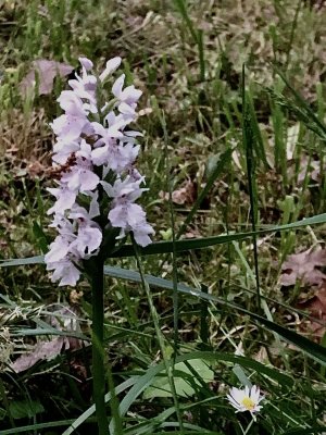 Orchis printanier endmique 