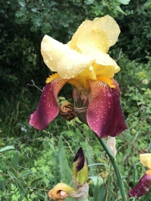 Un iris du jardin de Anne