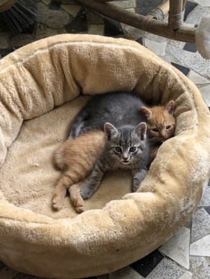 Les deux enfants d'Inky ont vite découvert le bon coussin moelleux